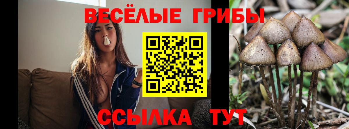 Галлюциногенные грибы Psilocybe  Лангепас 